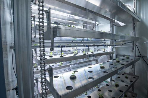 海內(nèi)外精英妙改集裝箱 高科技種生菜與滅菌鍋爐的綠色革命